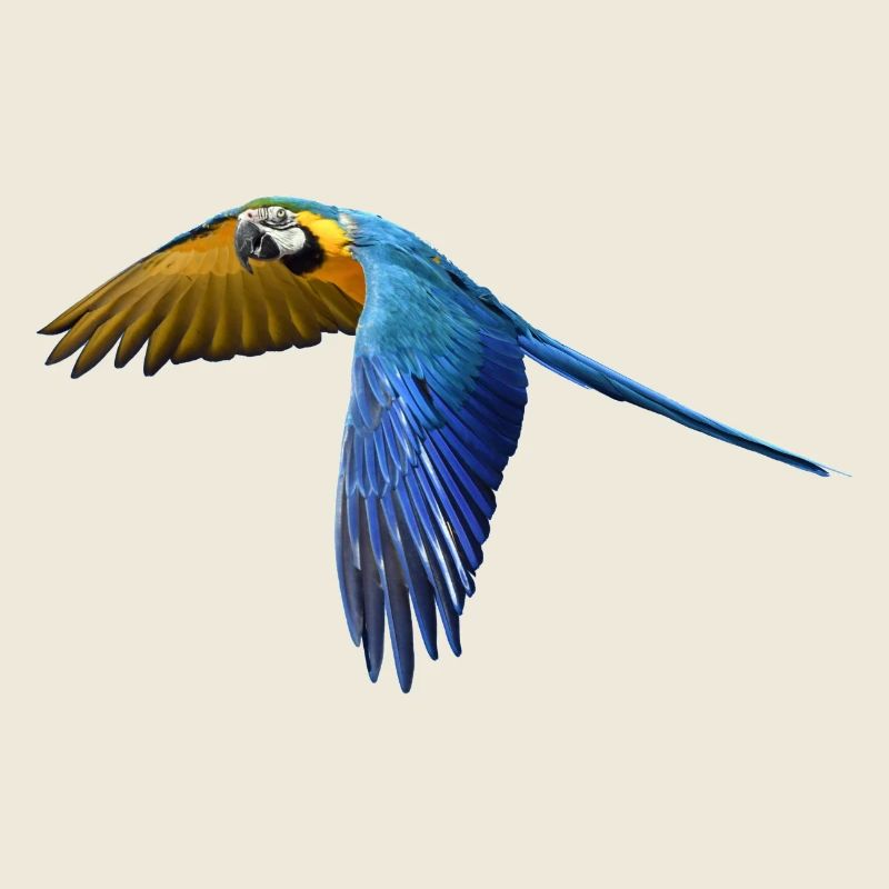 perroquet perroquet oiseau vogel2