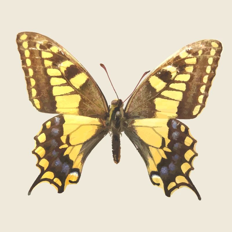 Schwalbenschwanz (Papilio machaon) Schmetterling