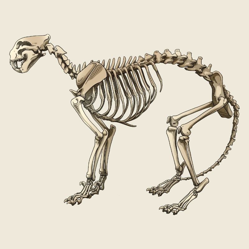 Illustration Cat Skeleton