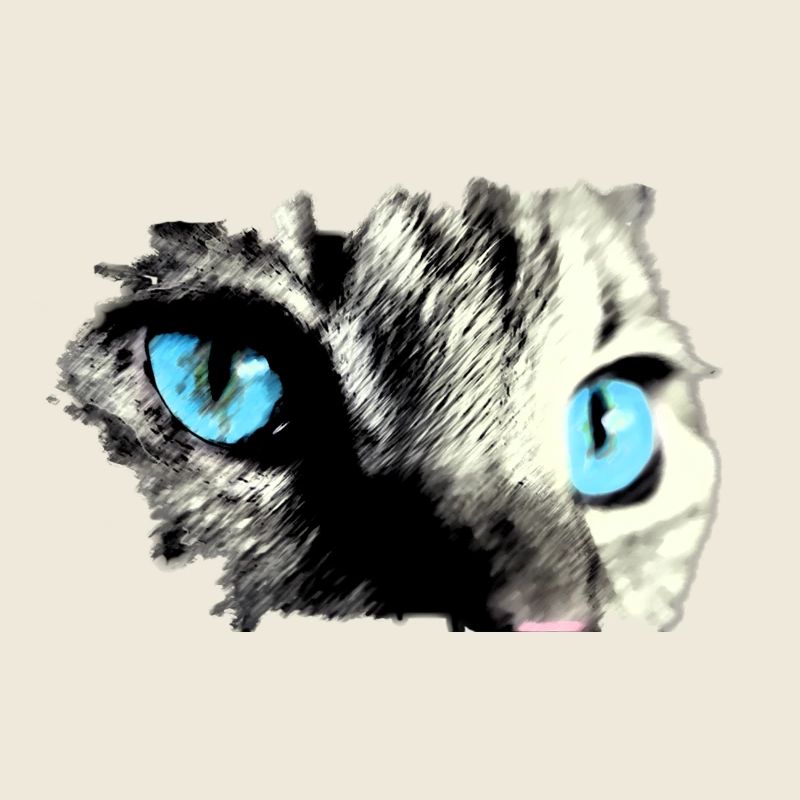Chat aux yeux bleus ! belle idée de cadeau