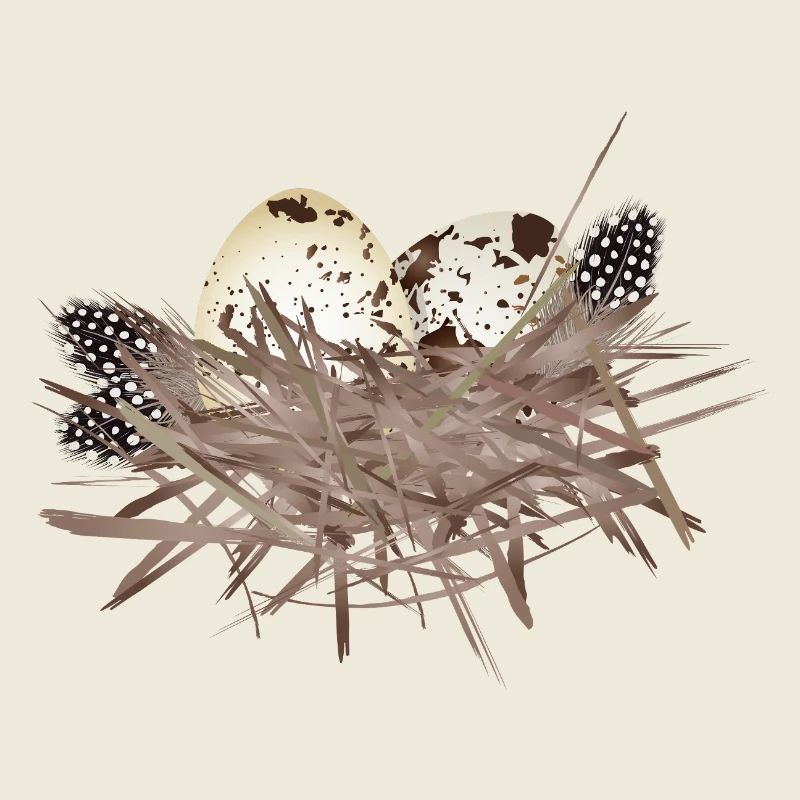 Wachtel-Eier im Nest mit Perlhuhn-Feder