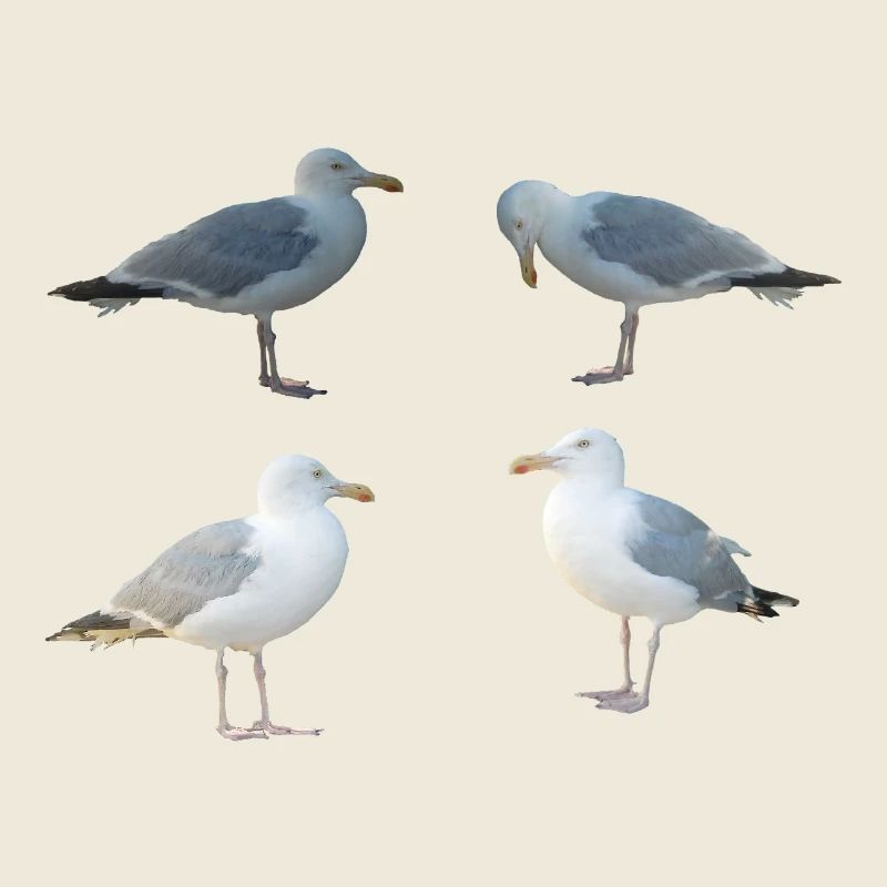 Seagulls