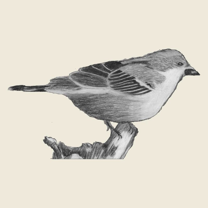 Spatz