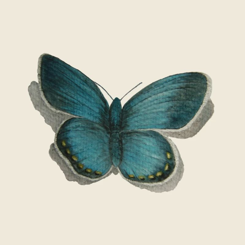 Schmetterling Bläuling