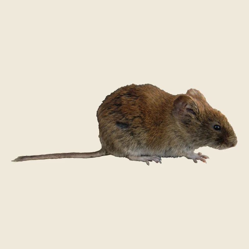 Maus