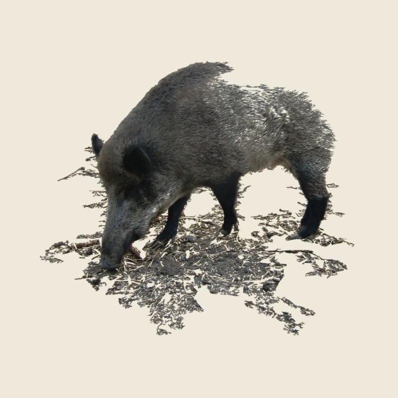 Wild boar