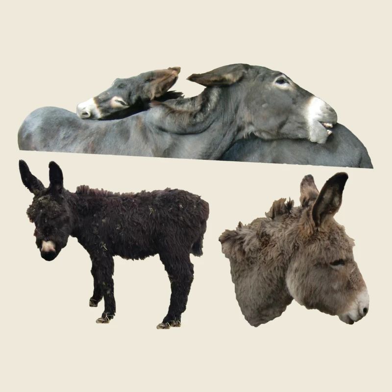 Donkey