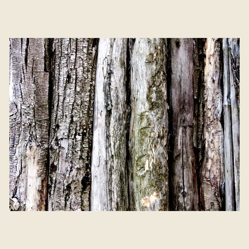 Woody bark: vertical textures