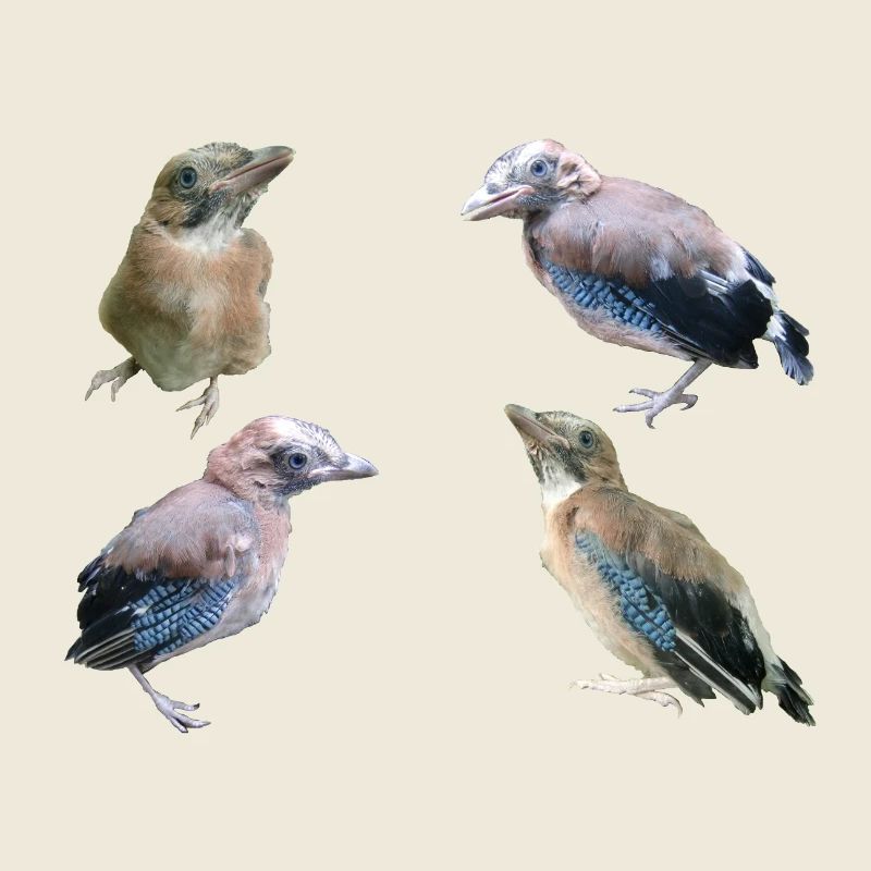 Eichelhäher Jungvögel