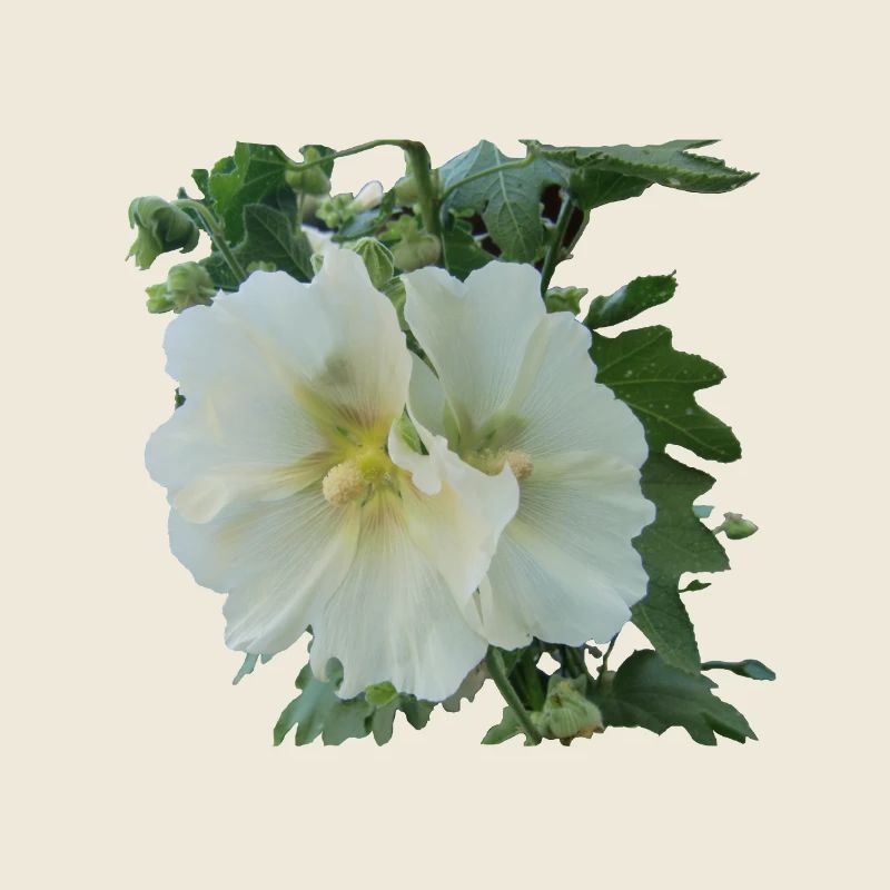 Hollyhock