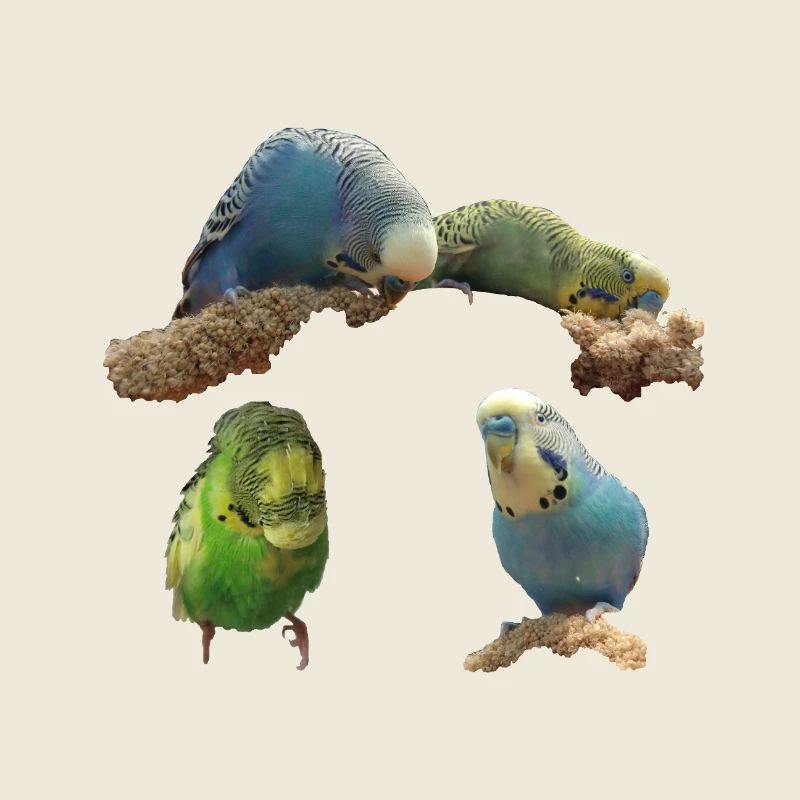 Budgies