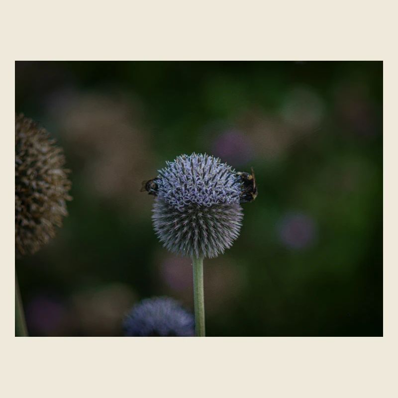 Abeilles sur chardon globe violet