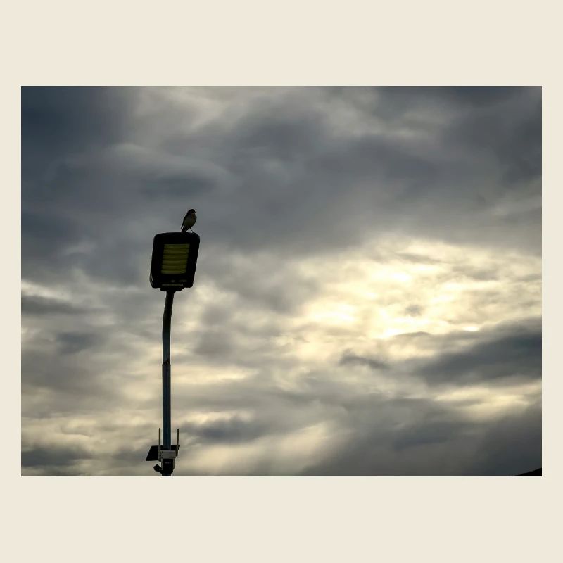 Vogel auf einem Laternenpfahl unter Wolken