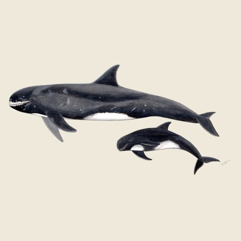 Pygmy killer whale - Pygmy killer whale - Orque pygmée