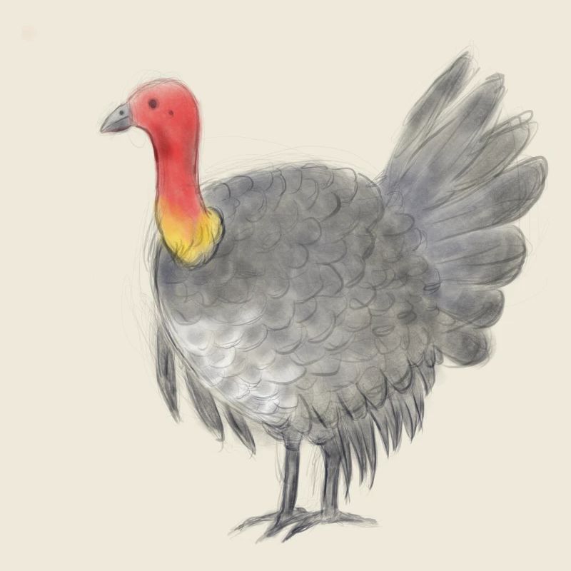 Australisches Buschtruthahnhuhn