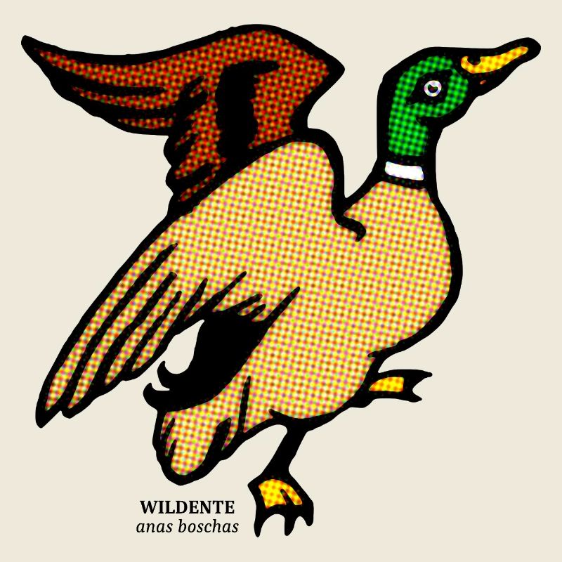 Wildente Anas Boschas wild Ente Erpel illustration