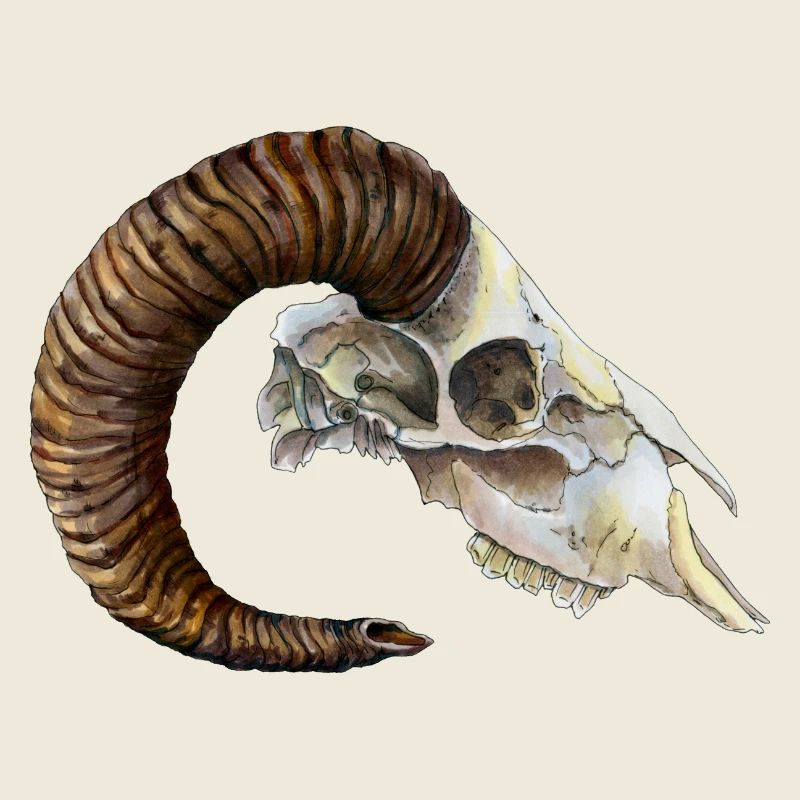 Conception du RPG fantastique LARP de Bull Skull