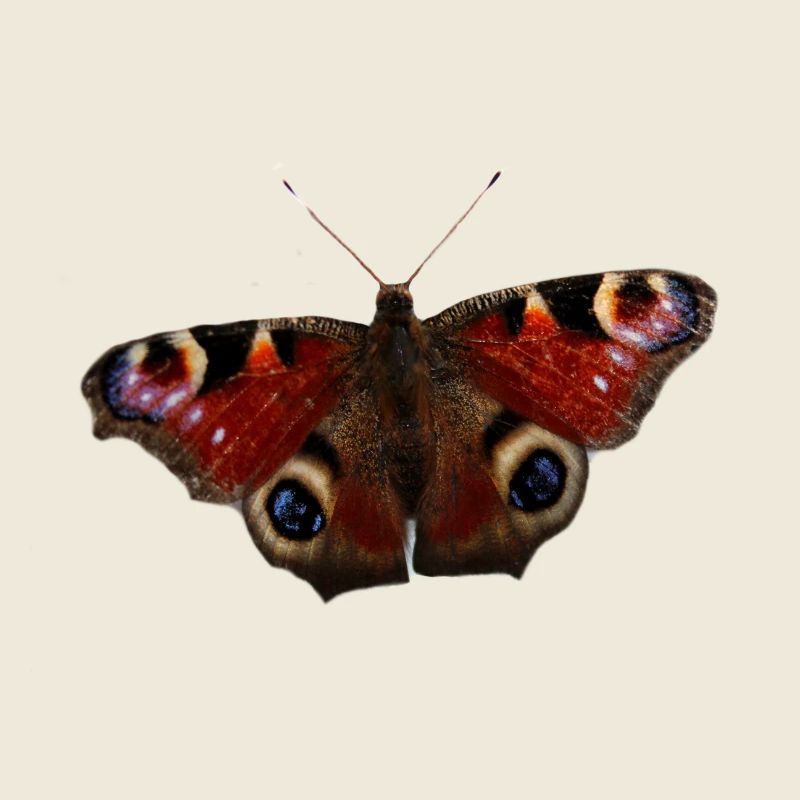 Papillon paon coloré