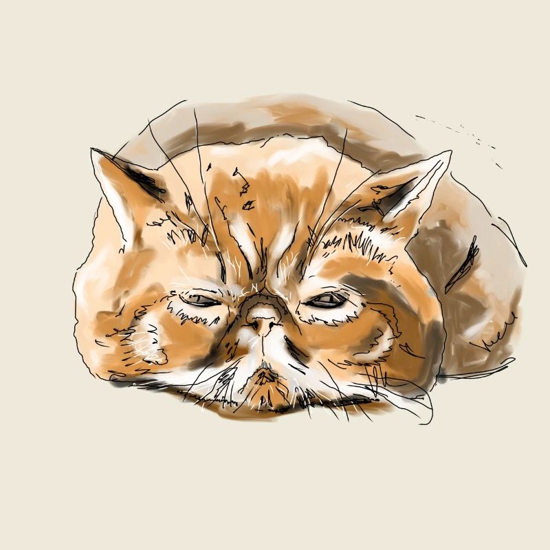 Persian cat cat