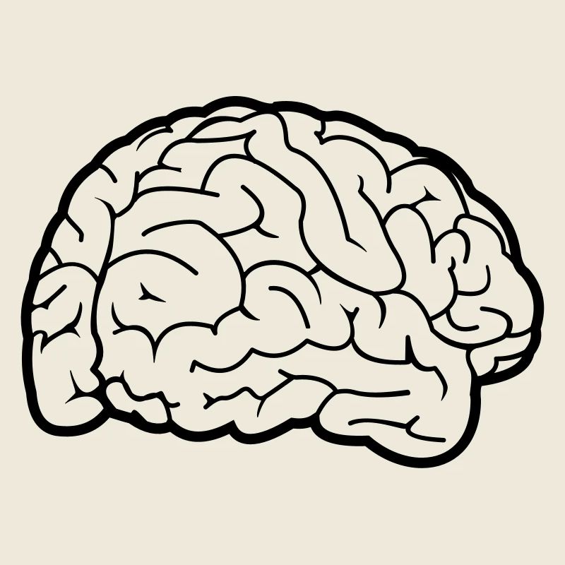 Brain - Gehirn, Gehirnwindungen