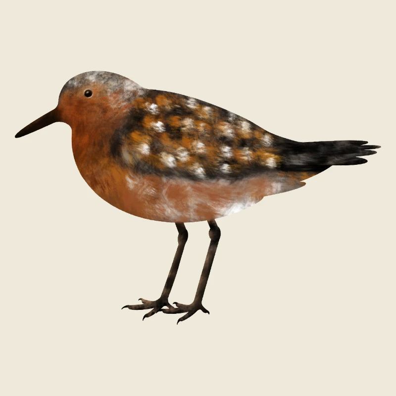 Knutt
