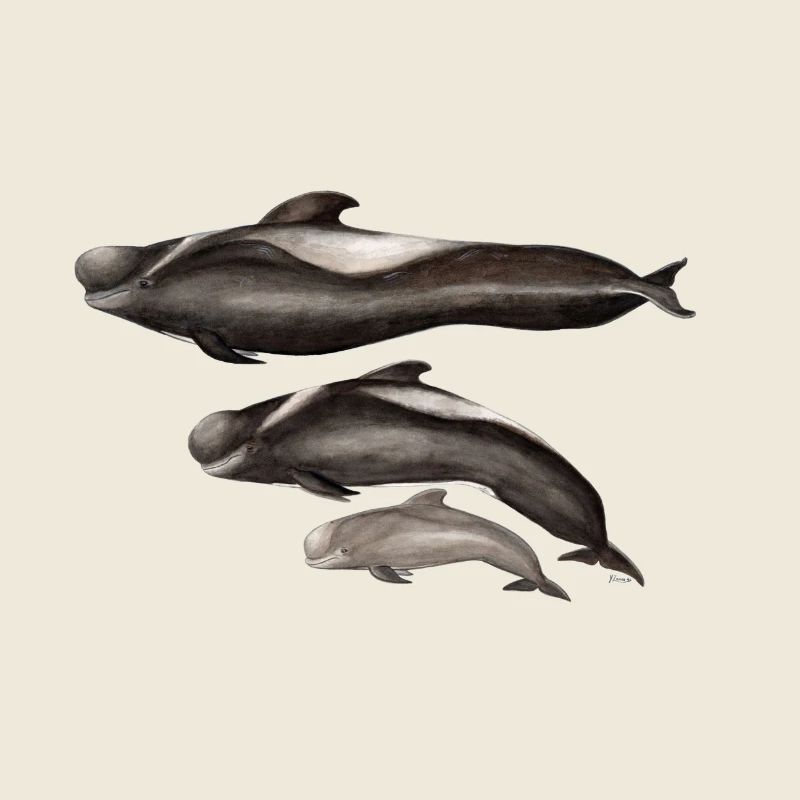 Pilot whale - tropical pilot whale - Globicéphale