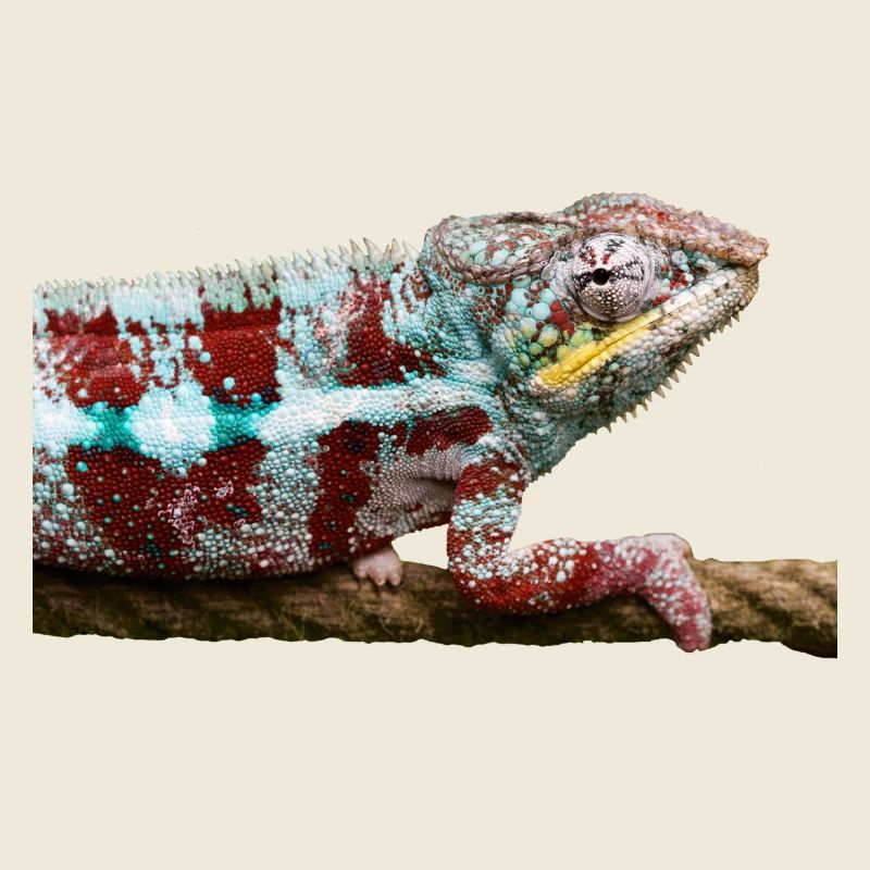 chameleon