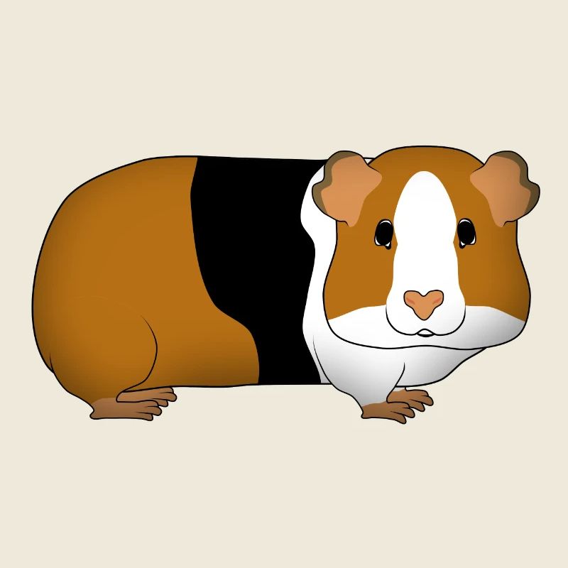 Cochon d’Inde dreifarbi