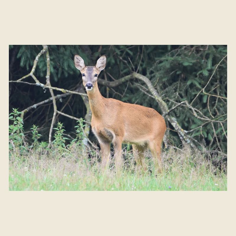 Forêt de cerfs