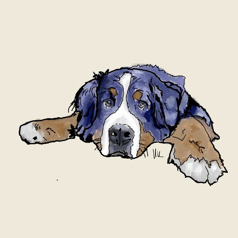 Bernese Mountain Dog