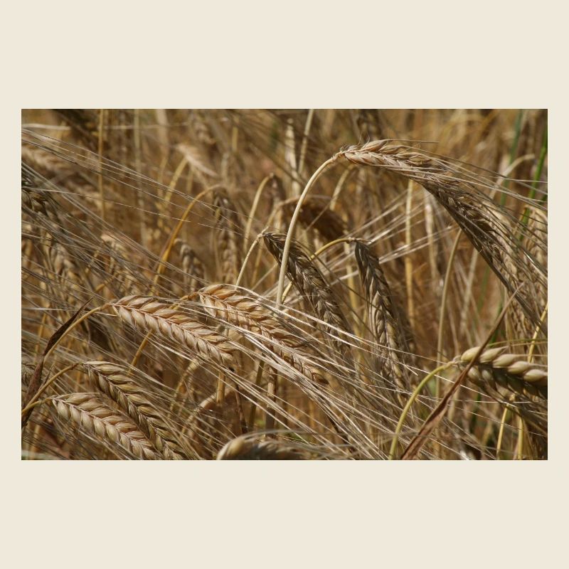 Goldenes Weizenfeld