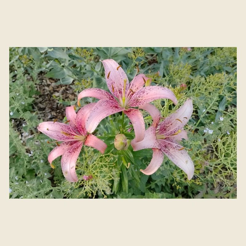 Rosa Lilienblüte