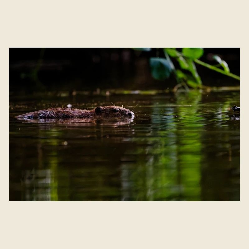 Nager silencieusement dans une eau verte calme