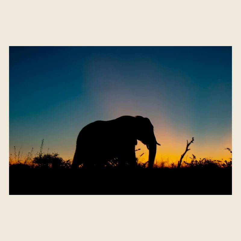 Photo de silhouette d’éléphant pendant l’heure dorée