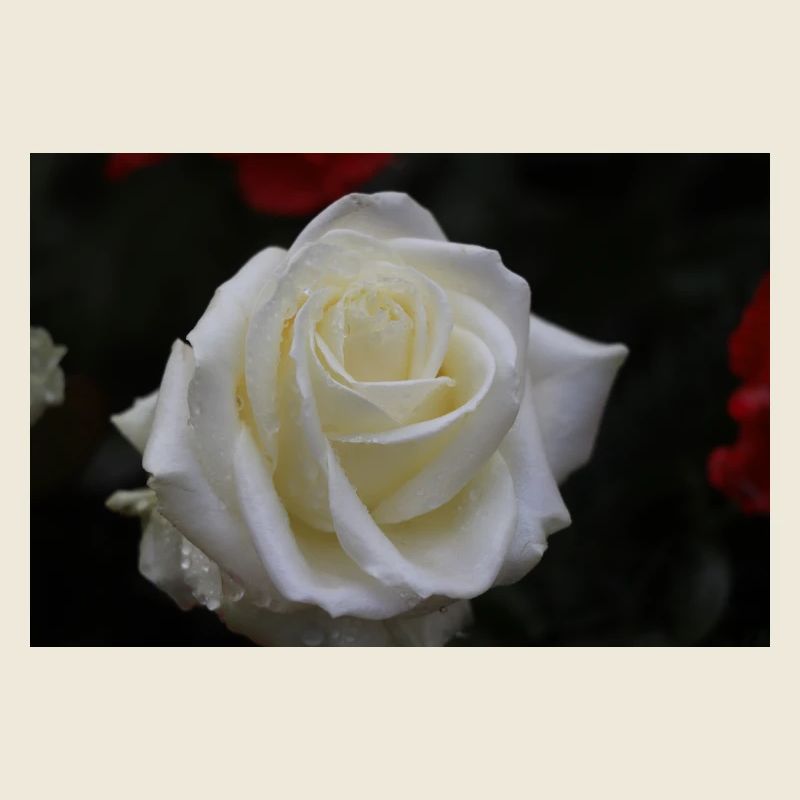 rose blanche