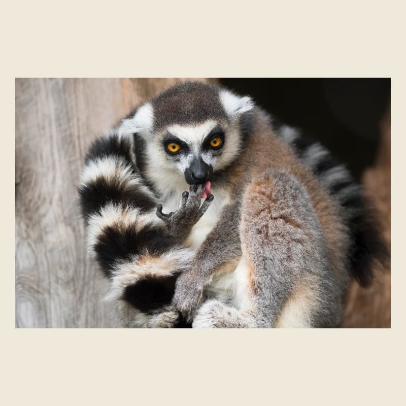Lémurien au regard doré et queue rayée