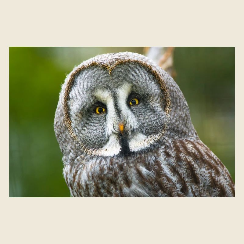 Mystical Night Owl