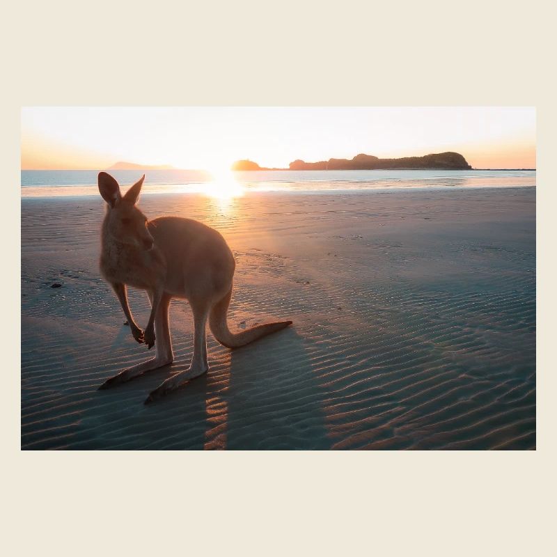 Kangaroo on the beach at sunrise