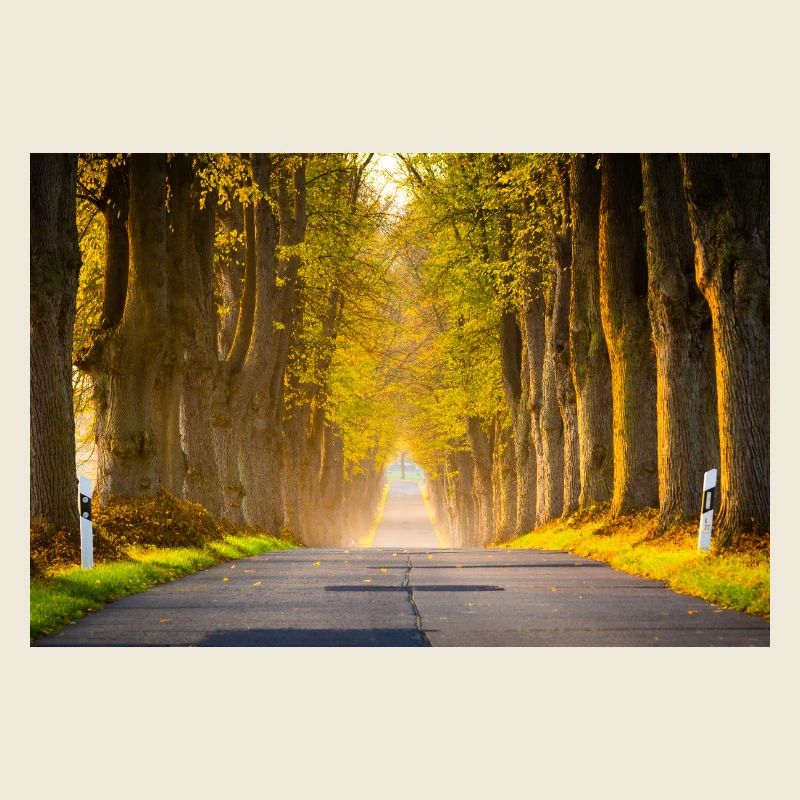 Herbstallee im Licht
