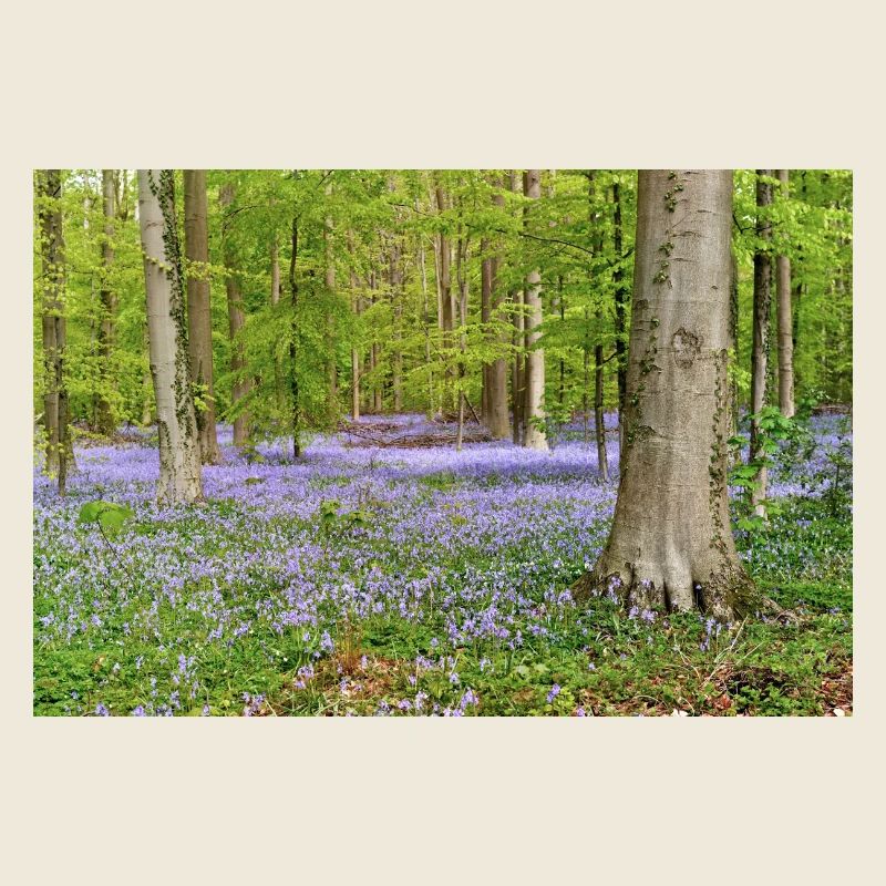 Woodland Bluebell Dawn