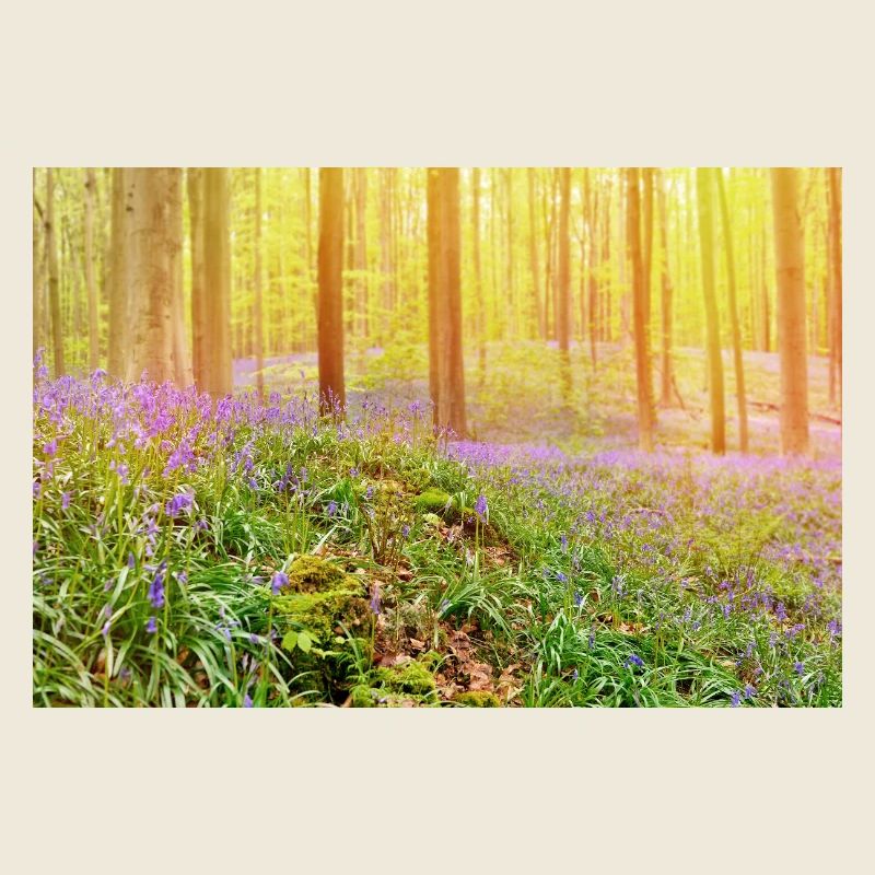 Lumière de la forêt de jacinthes bleues baignée de soleil