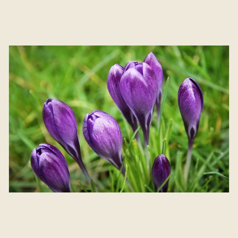 Purple Crocus Cluster im Frühlingsgarten