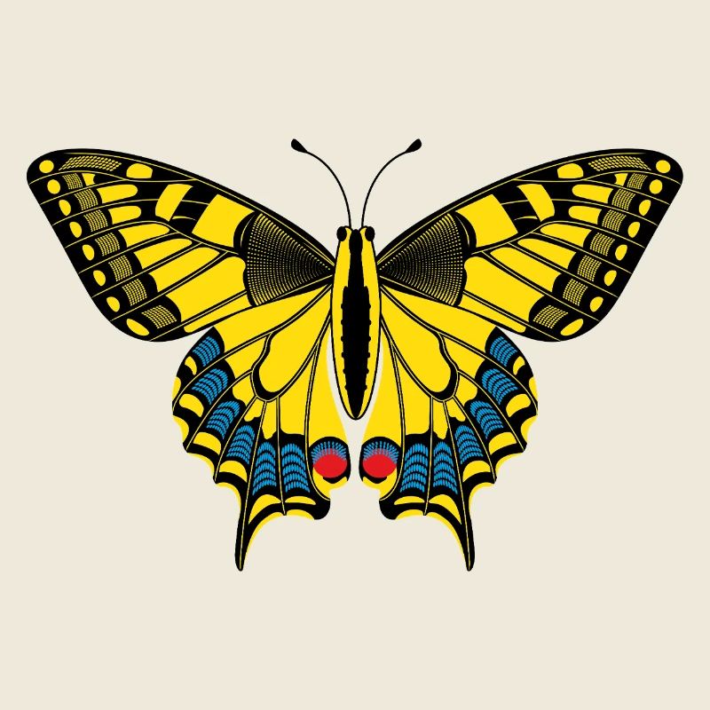 Schmetterling – Butterfly