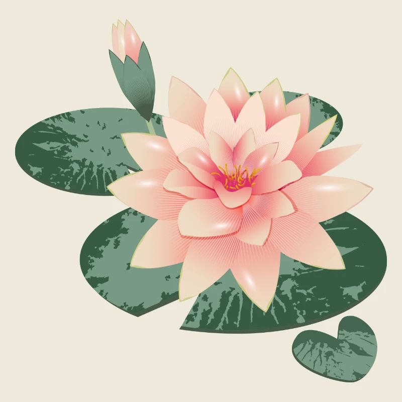 Water lily blossom with bud in water lily pond