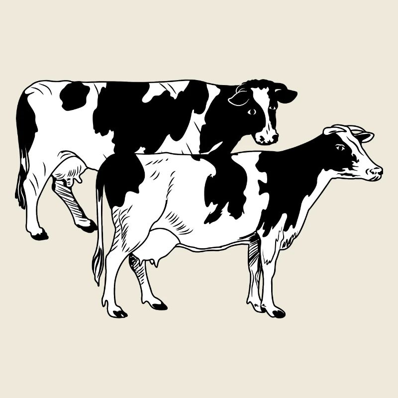 Two cows black and white