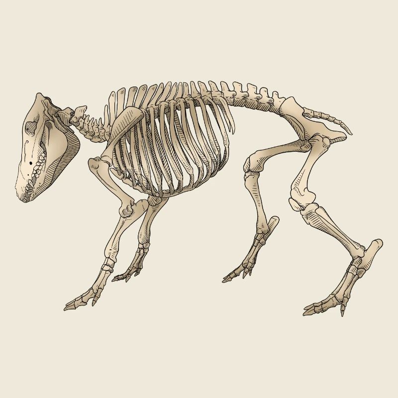 Illustration Boar Skeleton