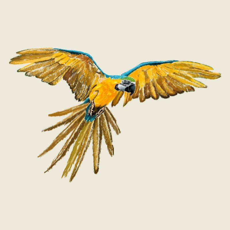 Yellow-blue parrot flight