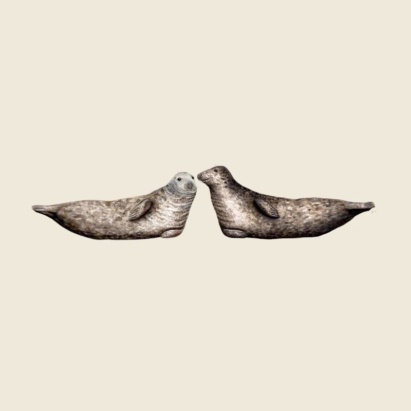 Phoque gris - Les phoques gris - gris Phoques