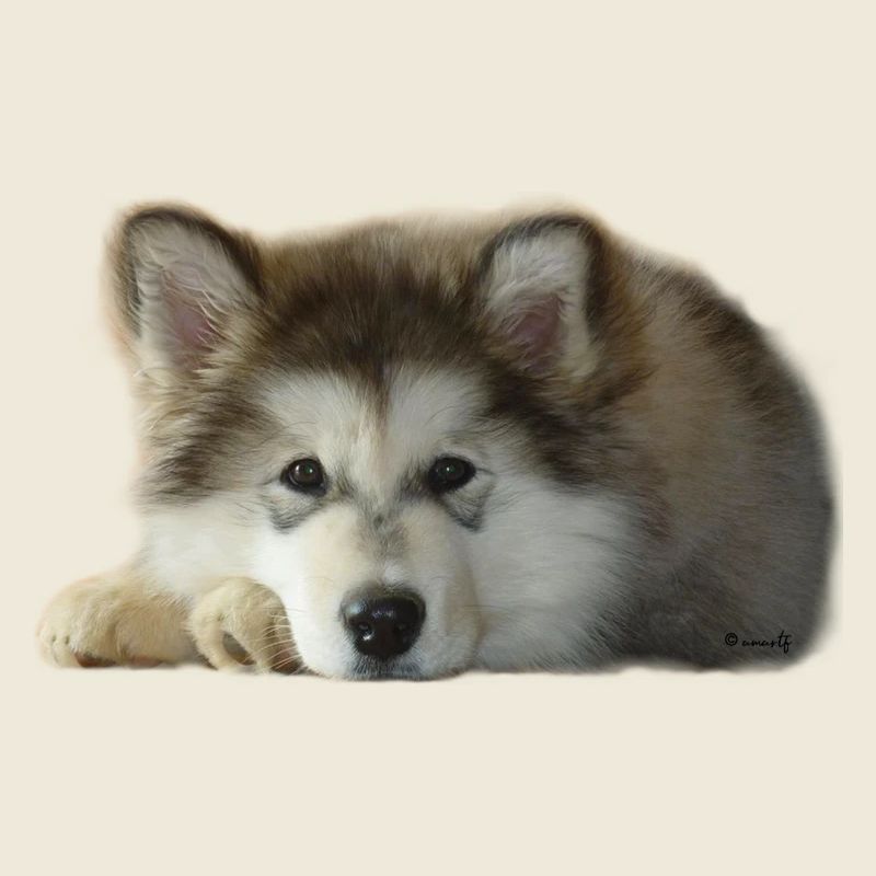 Maia Malamute Welpe
