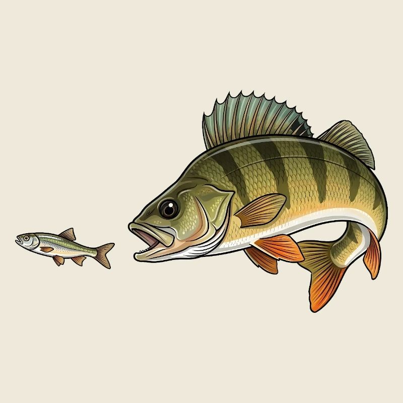 Perch hunts fish